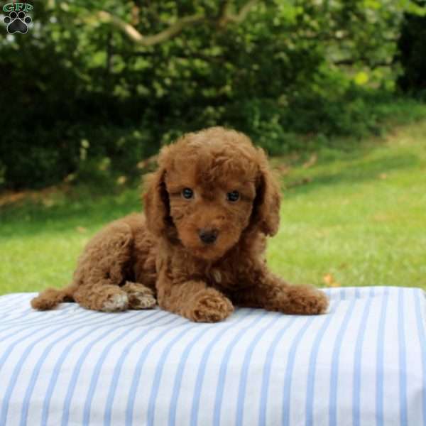 Indigo, Mini Goldendoodle Puppy